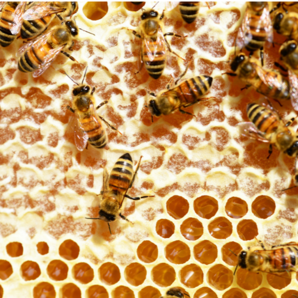 The Bee Hive Theory of AIP